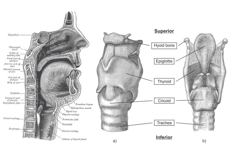 Read more about the article ANATOMY OF THE HUMAN VOICE