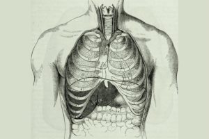Read more about the article THE LUNGS