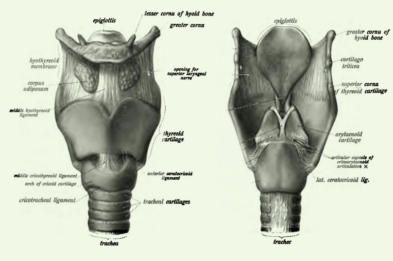 Read more about the article THE LARYNX