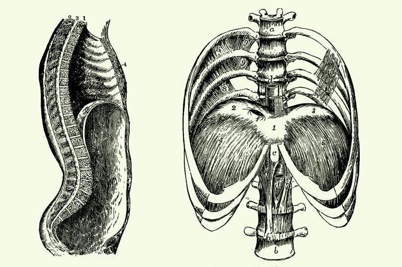 Read more about the article THE DIAPHRAGM